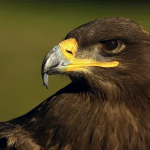 Aigle de steppe. Aigle de steppe.