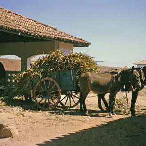 Sugar Cane Print on Cart for Cattle Feed, Brazil 1962