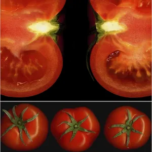 Tomatoes Print on Black Square Frame