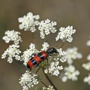 Trichodes apiarius Print - Bee Wolf Insect Species