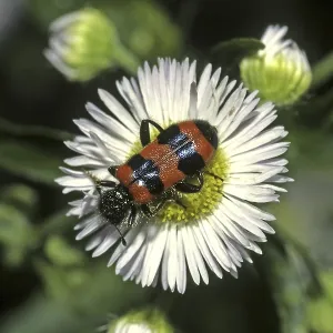 Trichodes apiarius Print - Bee Wolf Insect