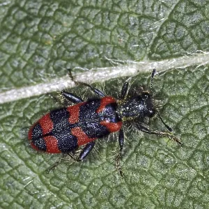 Trichodes apiarius Print - Bee Wolf Insect