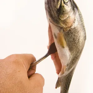 Trout on a Fork Print