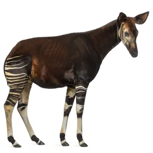 Okapi Side View Print, Okapia johnstoni
