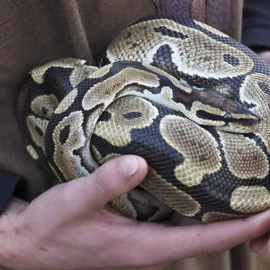 Zookeeper Holding Ball Python Print