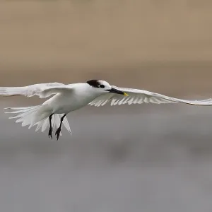 Cabot's Tern Cabot's Tern