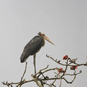 Javaanse Maraboe Print: Lesser Adjutant perched in a tree