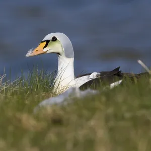 King Eider Print, immature male sitting on the grass