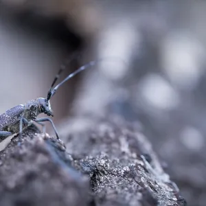 Marco Print of Female Pine Sawyer Beetle Imago