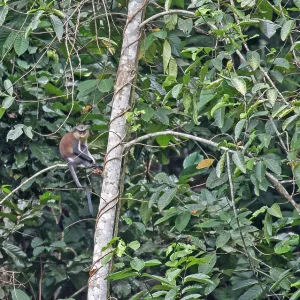 Mona Monkey, Cercopithecus mona