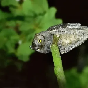 Otus scops Otus scops