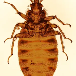 Bedbug Print, Color Enhanced Light Micrograph Bedbug Print, Color Enhanced Light Micrograph