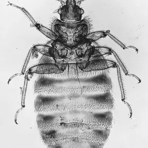 Light Micrograph Print of a Bedbug (Cimex lectularius) Light Micrograph Print of a Bedbug (Cimex lectularius)
