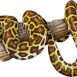 Burmese Python Colorized Print