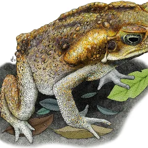 Cane Toad Print, Bufo marinus Illustration