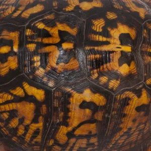 Eastern Box Turtle Shell Print