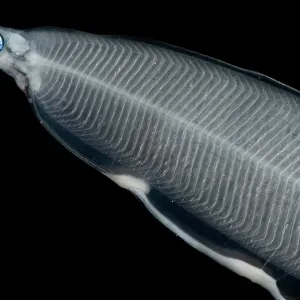 Larval Eel Print