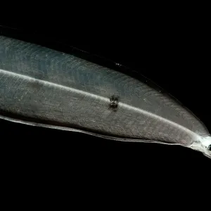 Larval Eel Print