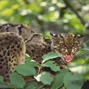 Clouded Leopard Clouded Leopard