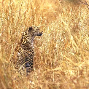 Leopard Leopard