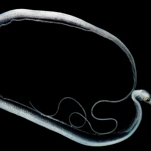 Snipe Eel Print