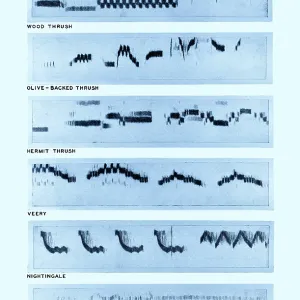 Spectrogram Print of Bird Songs