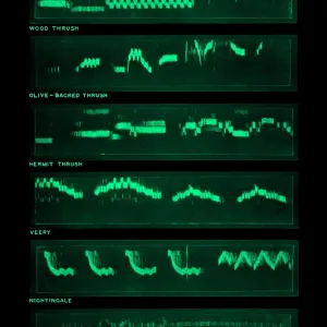 Spectrogram Print of Bird Songs