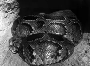 Pitón Africano