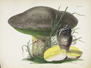 Agaricus mutabilis