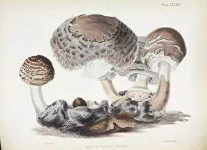 Bracket Fungi Species Imprime: Agaricus rachodes