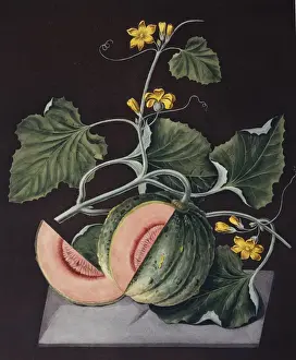 Angiosperm Flowering Plants Imprime: Amicua melon