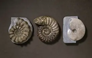 Lyme Regis Fossils Imprime: Ammonite selection