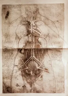 Leonardo Da Vinci Anatomy Imprime: Anatomical study