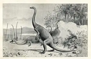 North American Dinosaurs Imprime: Anchisaurus polyzelus