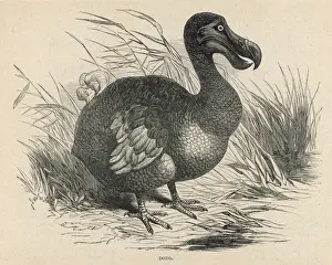 Impresiones de Animals/Extinct/Dodo Columbiformes Imprime: El animal extinto es el dodo