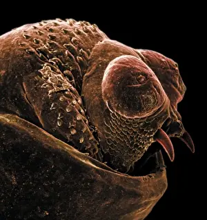 Scanning Electron Microscope Images Imprime: The anus of a bot fly