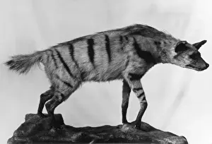 Hyaenidae Imprime: aRDWOLF