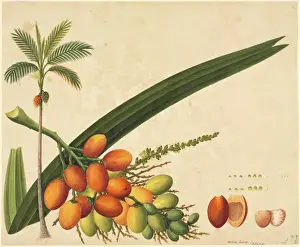 Paja de betel