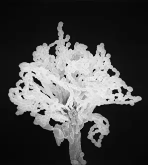 Scanning Electron Microscope Images Imprime: Aspergillus
