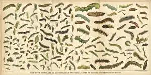 Lepidópteros diversos