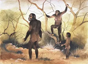 Australopithecus Afarensis Imprime: Australopithecus afarensis