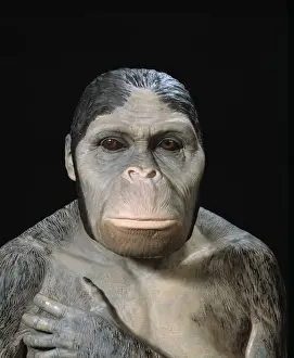 Australopithecus africanus.