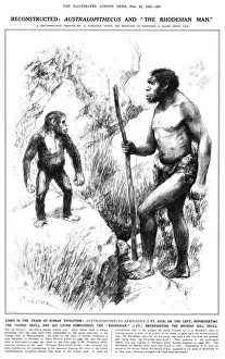 Miniopteridae Imprime: Hombre de Rodésia y Australópiteco