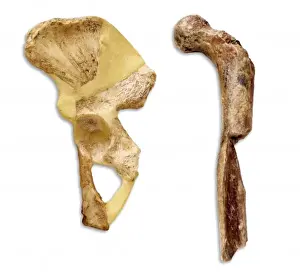 Hominid Fossil Discovery Imprime: Australopithecus sp. thigh & hip bone