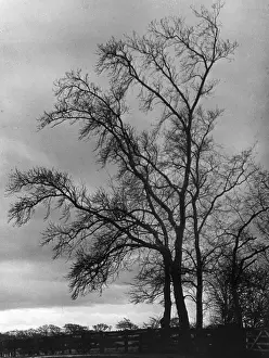 Bare Trees In Winter Imprime: Bare Winter Trees
