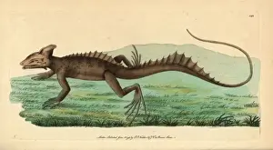 Zoological Illustrations History Imprime: Basilisk, Basiliscus basiliscus