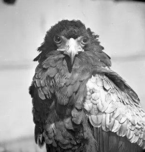 Águila bateleur