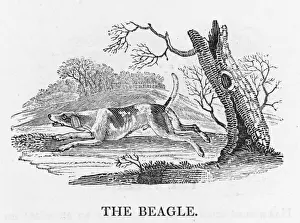 Bewick Prints Imprime: Beagle (Bewick)