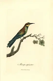 George Graves Engraving Imprime: Bee-eater, Merops apiaster