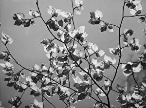 Beech Tree Leaves Imprime: Beech Leaves